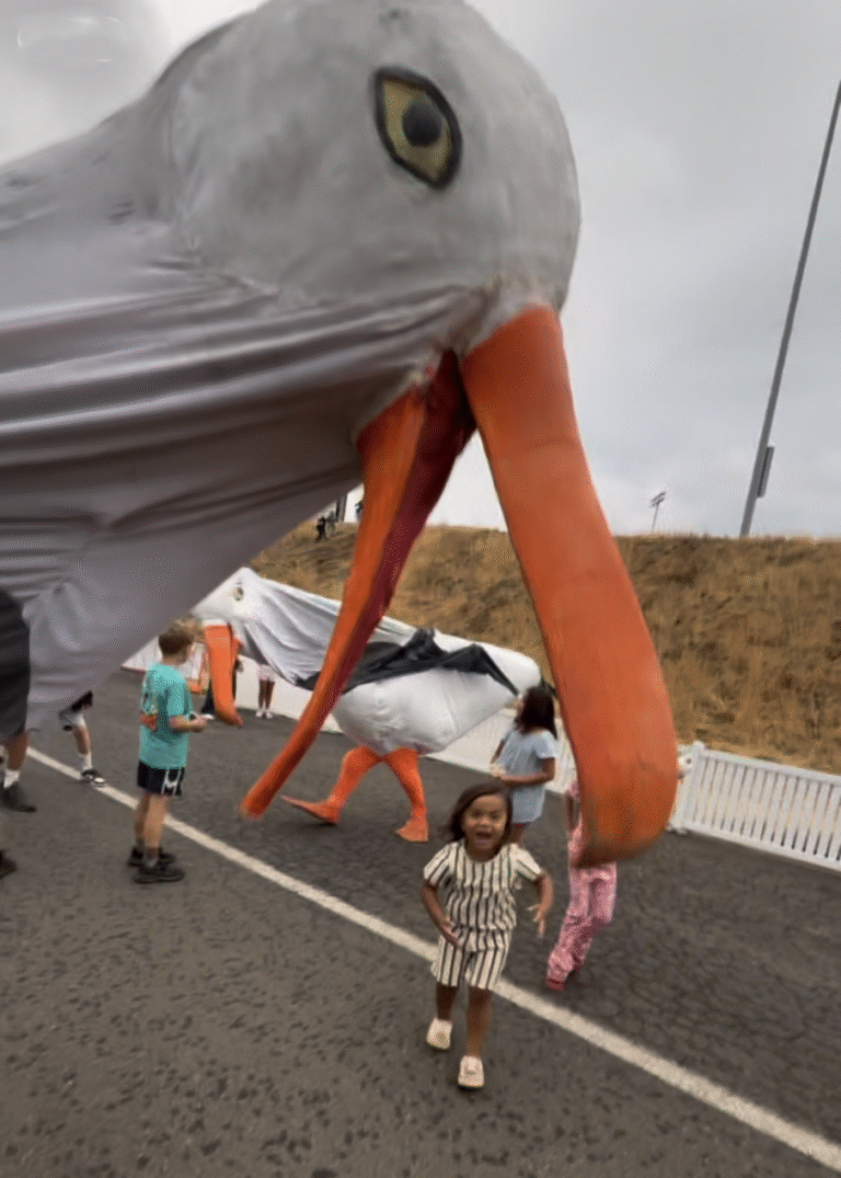 Seagulls Calder Raceway